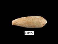 藏品(飛彈芋螺 )的圖片